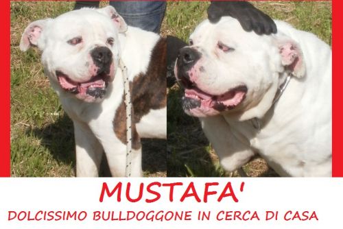 mustafa_APPELLO