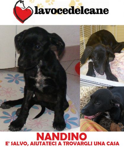 nandino_cucciolissimi_copy_copy_copy