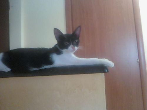oliver_micio