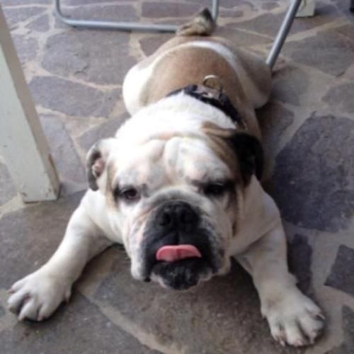 Cucciolissimi Org Cucciolissimi Bulldog Inglese Puro Cerca Casa Adozioni Canili Roma