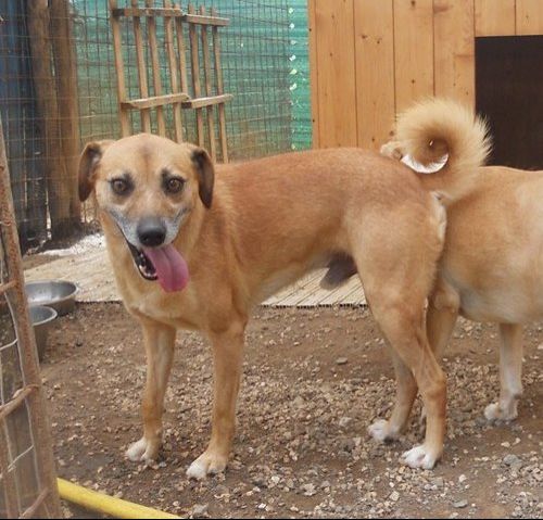 romeo_pet_village_1