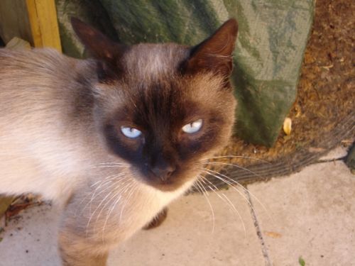 siamese