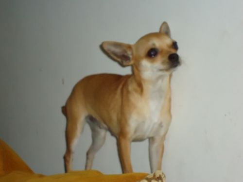 smarrita_TorSanLorenzo_copy