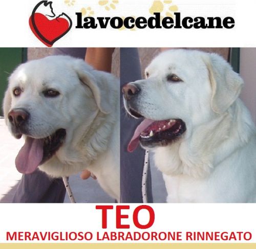 teo_appello