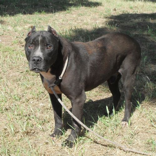 thor-Villa_Andreina