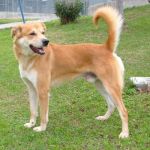 1000-09_canile-muratella_1