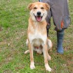 1000-09_canile-muratella_3