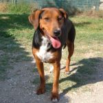 1026-12_canile-murataella