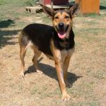 1027-12_canile-muratella