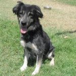 1158-12_canile-muratella_1