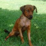 1192-12_canile-muratella_1