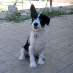1218-12_canile-muratella_1