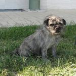 1343_1344-12-canile-muratella