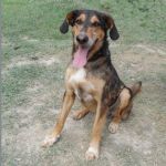 2004-11_canile-muratella