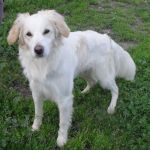 2062-11_canile-muratella