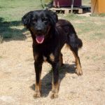 215-12_canile_muratella_1