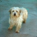 2199-11_canile-muratella_1