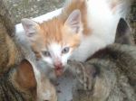 2cucciolate2