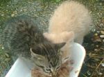 2cucciolate3