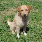 368-12-canile-muratella_1