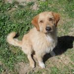 368-12-canile-muratella_2