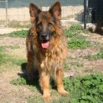 479-12_canile-muratella_1