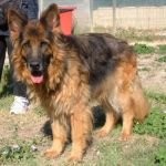 479-12_canile-muratella_2