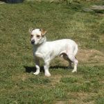530-12_canile-muratella