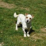 530-12_canile-muratella_1