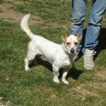 530-12_canile-muratella_2