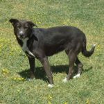 550-12-canile-muratella_2