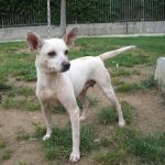 597-12_canile-muratella