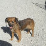 840-12-canile-muratella
