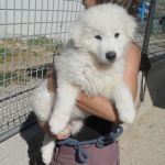 941-942-12_canile_muratella-1