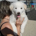 941-942-12_canile_muratella_2