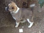 Chicca1