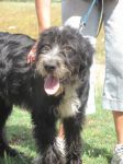 Chicco1