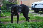 Consuelo2