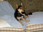 Dorothy1