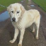 Golia-canile_Galilei-