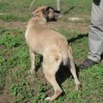 Kabul_Villa_Andreina