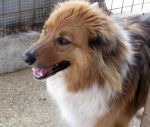 LASSIE_2