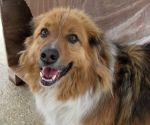 LASSIE_3