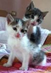 Minnie_e_Topolino1
