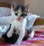 Minnie_e_Topolino2