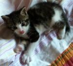 Minnie_e_Topolino3