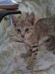 NAPOLEONE1