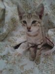 NAPOLEONE2