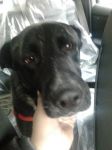 NERONE3