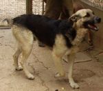PIPPO_quintomondo